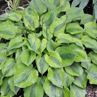 Hosta 'Luna Moth'